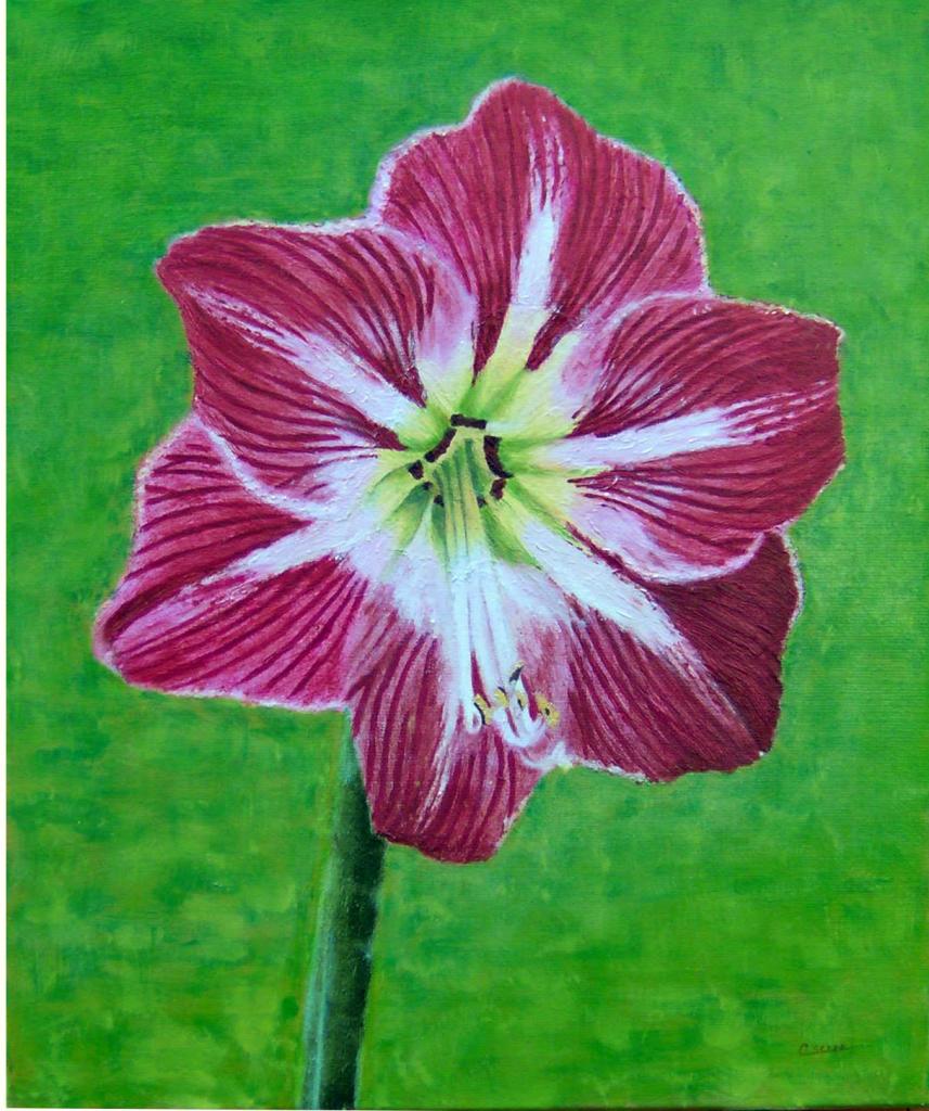 Amaryllis à cueillir