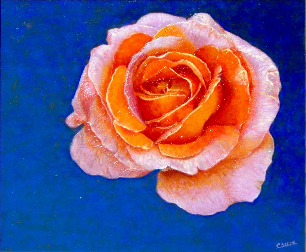 Rose «rose saumon» sur fond bleu